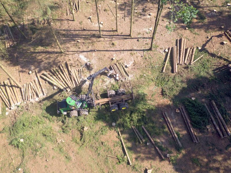 ZU sehen ist ein Harvester, der im Wald Bäume fällt. Das Schadholz eigent sich gut als Energielieferant.