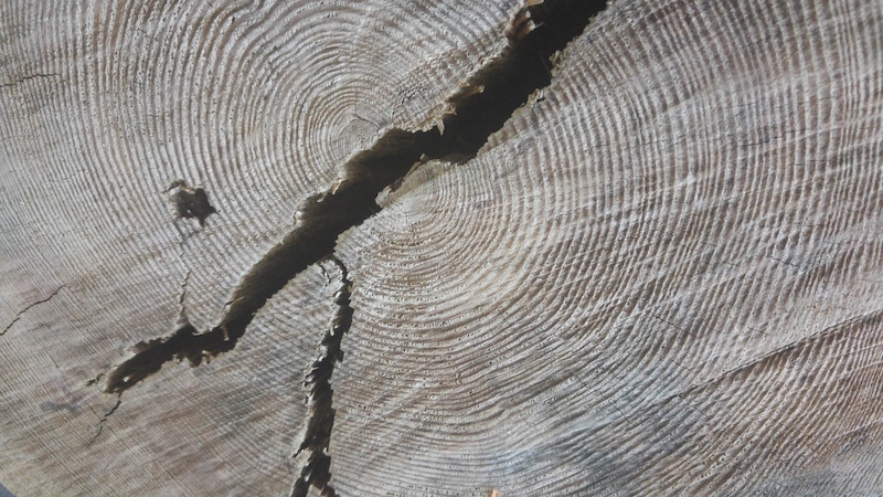 Schnitt durch ein Stück Holz mit Jahresringen und Rissen - Biomasse für die Energiewende