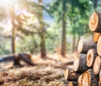 Holzstapel in Nadelwald, Sonnenstrahlen - Symbol für Holzenergie in Bayern