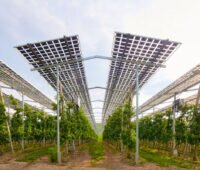 Agri-PV-Module hoch aufgeständert über Reihen einer Obstplantage mit Spalierobst.