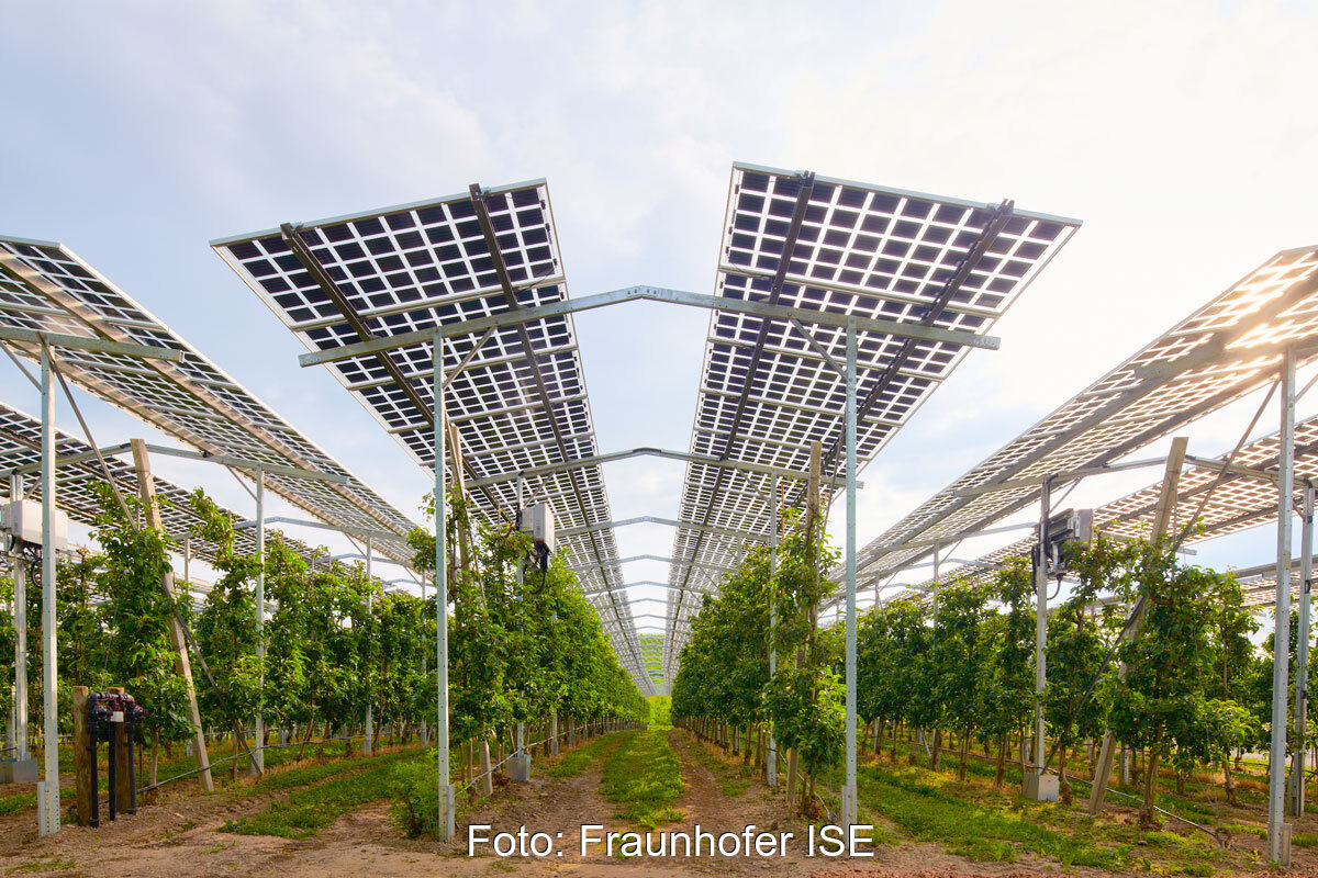 Agri-PV-Module hoch aufgeständert über Reihen einer Obstplantage mit Spalierobst.