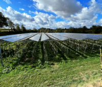 Hoch aufgeständerte Agri-Photovoltaikanlage mit Sonderkulturanbau.