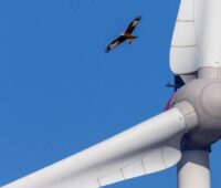 Ein Vogel kreist über Windenergieanlage, das RED-III-Umsetzungsgesetz soll den Windkraftausbau beschleunigen ohne den Natur- und Artenschutz zu sehr zu beeinträchtigen.