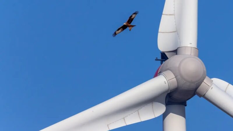 Ein Vogel kreist über Windenergieanlage, das RED-III-Umsetzungsgesetz soll den Windkraftausbau beschleunigen ohne den Natur- und Artenschutz zu sehr zu beeinträchtigen.