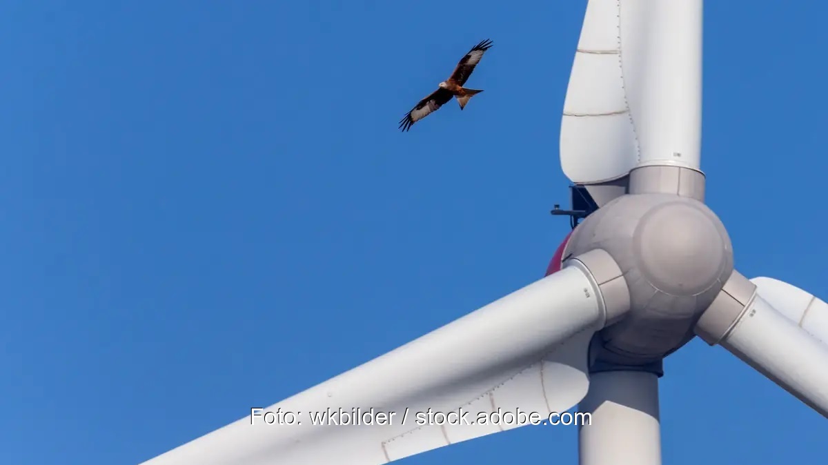 Ein Vogel kreist über Windenergieanlage, das RED-III-Umsetzungsgesetz soll den Windkraftausbau beschleunigen ohne den Natur- und Artenschutz zu sehr zu beeinträchtigen.