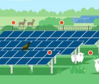 Eine Grafik zeigt PV-Module mit Getier, neue Wissensplattform „Natur im Solarpark“ des KNE.