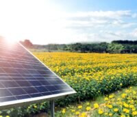 Im Bild ein PV-Module vor gelben Blumen, Kastus bietet eine schmutzabweisende Behandlung für Solarmodule an.
