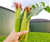 Eine Hand hält Maiskolben vor Biogasanlage, in NRW sind 80 Anlagen von der Stilllegung bedroht.