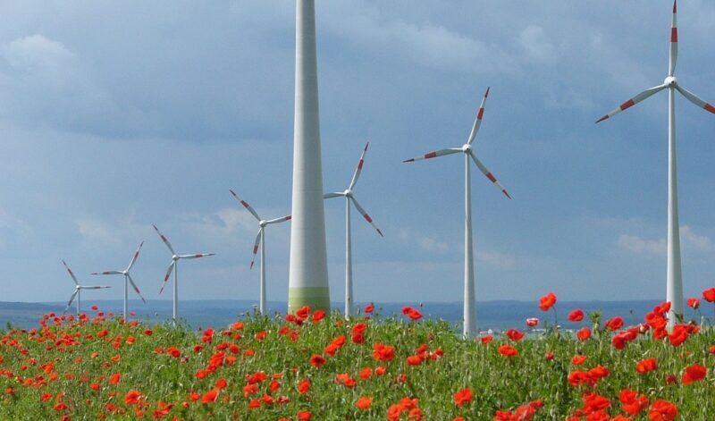 Windenergieanlagen im Bürgerenergie Windpark Druiberg in Sachsen-Anhalt mit Klatschmohn im Vordergrund.