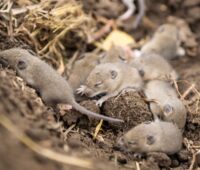 Nest von Mäusen in Acker - Symbol für Nahrung, Habitatpotenzialanalyse, Artenschutz, Windenergie