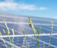 Unscharfe Solarmodule hinter Blume mit Biene, Statkraft vermarktet Solarpark mit Batteriespeicher vom Co-Location-Projekt Rümpel über Hybrid-PPA.