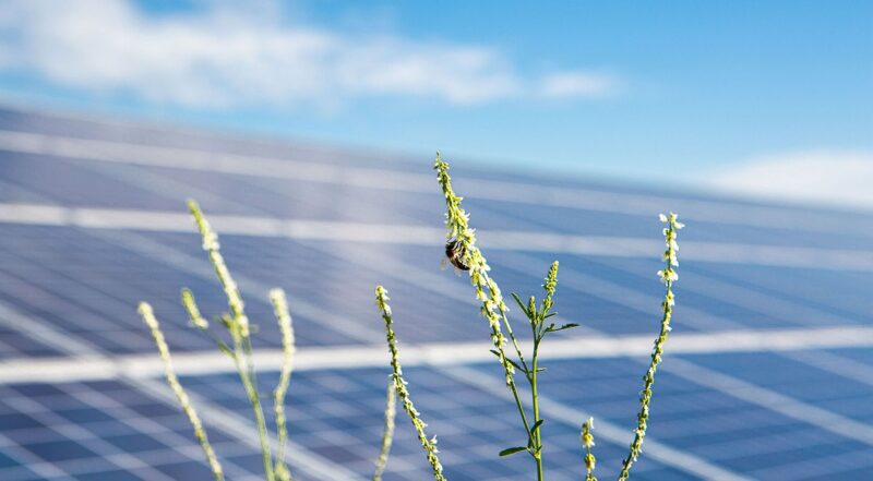 Unscharfe Solarmodule hinter Blume mit Biene, Statkraft vermarktet Solarpark mit Batteriespeicher vom Co-Location-Projekt Rümpel über Hybrid-PPA.