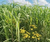 Miscanthus-Feld mit Rainfarn - Artenvielfalt und Bioenergie