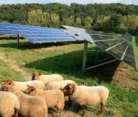 Zu sehen ist eine Photovoltaik-Freiflächenanlage. Die solare Länderöffnungsklausel in NRW ermöglicht, dass solche Solarkraftwerke von der EEG-Förderung profitieren können.