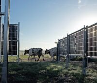 Kühe zwischen horizontal aufgestellten PV-Modulen auf dem Feld.