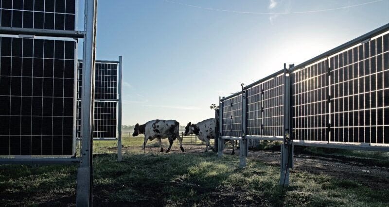 Der internationale Erneuerbare-Energien-Entwickler TEP Renewables Ltd. und die Next2Sun Mounting Systems GmbH aus Dillingen an der Saar kooperieren beim Ausbau von Agri-Photovoltaik in Großbritannien.
