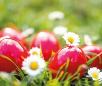 Symbolbild für Habecks Osterpaket: Rote Ostereier zwischen Gänseblümchen auf Rasen