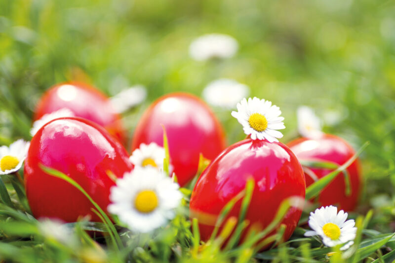 Symbolbild für Habecks Osterpaket: Rote Ostereier zwischen Gänseblümchen auf Rasen