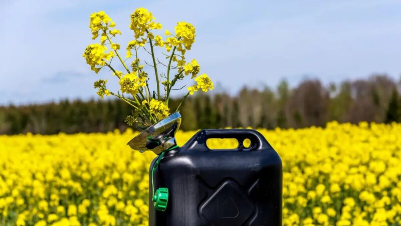 Im Bild ein Rapsfeld mit Kanister als Symbol für Biokraftstoffe.