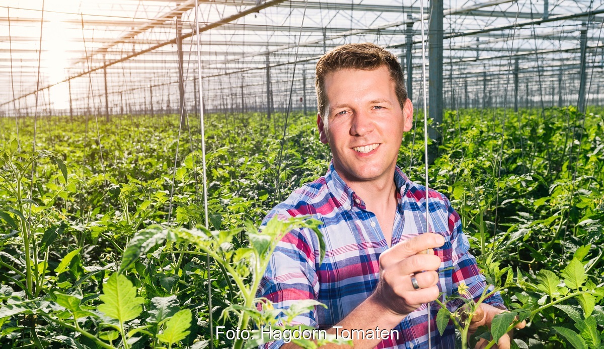 Heiko Hagdorn, Geschäftsführer des Tomatenerzeugers Hagdorn, setzt auf marktorientierte Vermarktung von Energiekapazitäten.