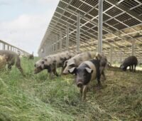 Schwein unter Solarmodulen, das Konzept TierwohlPV von Münch Energie kombiniert artgerechte Tierhaltung mit Solarparks.