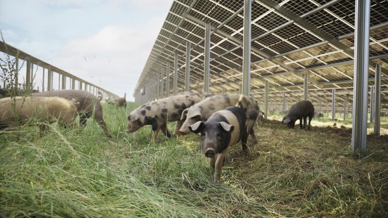 Schwein unter Solarmodulen, das Konzept TierwohlPV von Münch Energie kombiniert artgerechte Tierhaltung mit Solarparks.