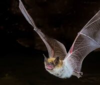 Eine Mausohrfledermaus im Flug, eine KNE-Publikation hat die Auswirkungen von Solarparks auf Fledermäuse untersucht.