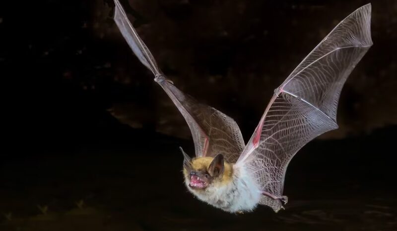 Eine Mausohrfledermaus im Flug, eine KNE-Publikation hat die Auswirkungen von Solarparks auf Fledermäuse untersucht.