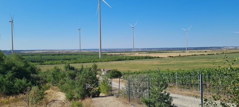 Windenergieanlagen neben Weinreben, so soll der Windpark Kausche 1 auf der Fläche des ehemaligen Tagebaus Welzow-Süd mal aussehen.