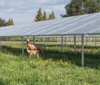 Eine Animation zeigt Damwild des Weiherhofs unter und zwischen den Photovoltaik-Modulen der geplanten Wildpark-PV-Anlage Sötern.