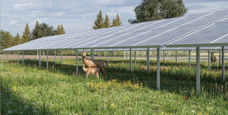 Eine Animation zeigt Damwild des Weiherhofs unter und zwischen den Photovoltaik-Modulen der geplanten Wildpark-PV-Anlage Sötern.