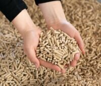 Zwei Hände greifen in Holzpellets, die Pelletsqualität und das Ofendesign beeinflussen die Emissionen von Pelletsöfen.