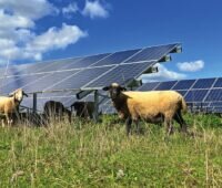 PV-Module auf einer Wiese, davon Schafe. Sie können zur Biodiversität beitragen.