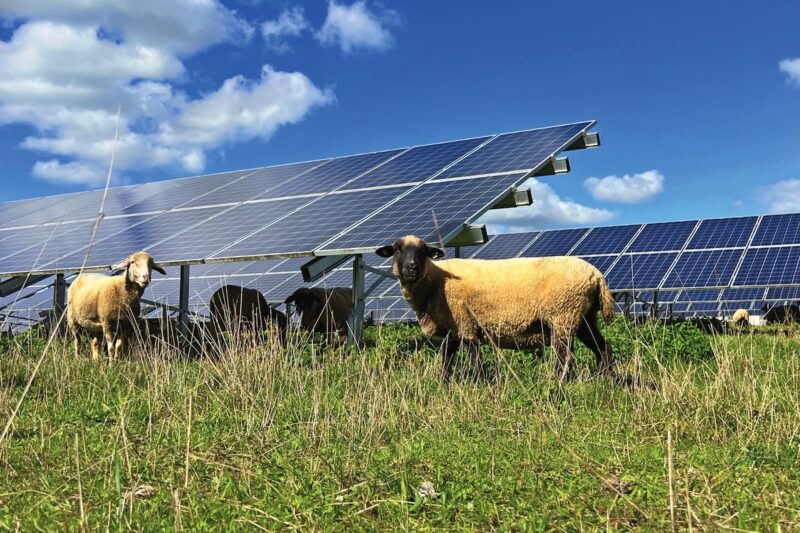 PV-Module auf einer Wiese, davon Schafe. Sie können zur Biodiversität beitragen.