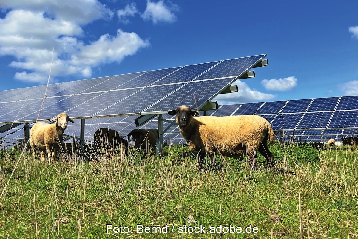 PV-Module auf einer Wiese, davon Schafe. Sie können zur Biodiversität beitragen.