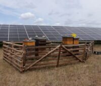 PV_Freiflächenpark mit Bienenkästen.
