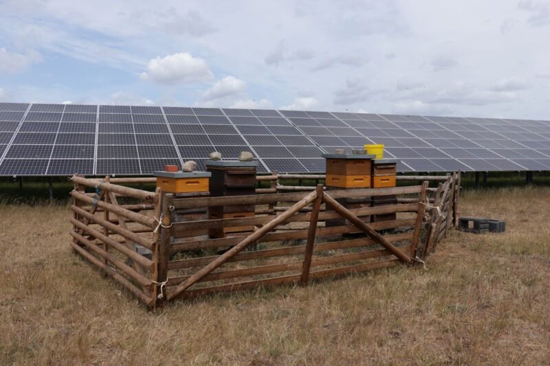 PV_Freiflächenpark mit Bienenkästen.