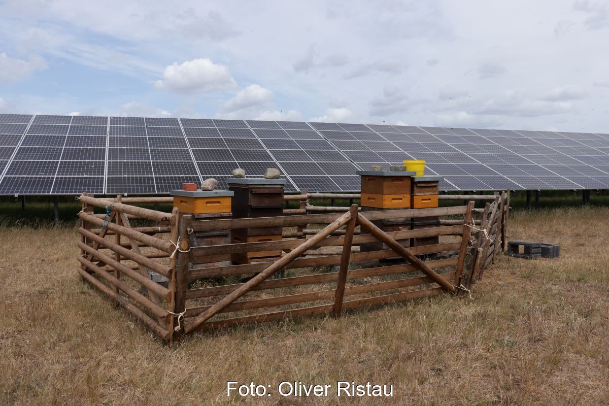 PV_Freiflächenpark mit Bienenkästen.