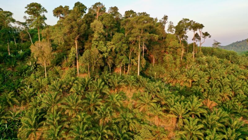 Palmöl-Plantage am Rande eines Regenwaldes - Symbolbild für Kraftstoff aus Speiseöl