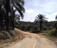 Zu sehen ist eine Straße in einer Palmölplantage in den Tropen, wo einzigartige Wälder zerstört werden, um Kraftstoffe aus Pflanzenölen bereitzustellen.