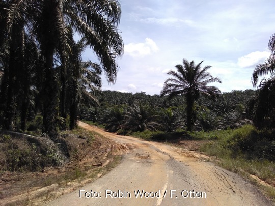 Zu sehen ist eine Straße in einer Palmölplantage in den Tropen, wo einzigartige Wälder zerstört werden, um Kraftstoffe aus Pflanzenölen bereitzustellen.
