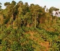 Palmöl-Plantage am Rande eines Regenwaldes - Symbolbild für Kraftstoff aus Speiseöl