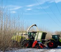 Bild zeigt ein Erntefahrzeug das im Winter kleine Bäume erntet - Pappel-Ernte in der Kurzumtriebs-Plantage zwecks Hackschnitzel-Erzeugung.