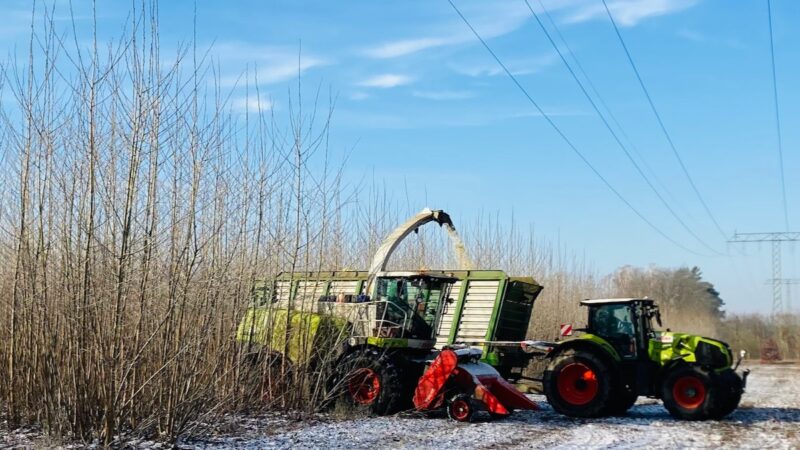 Bild zeigt ein Erntefahrzeug das im Winter kleine Bäume erntet - Pappel-Ernte in der Kurzumtriebs-Plantage zwecks Hackschnitzel-Erzeugung.