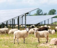 Photovoltaik-Anlage Weesow mit Schafen - jetzt mit Beteiligung der ALH