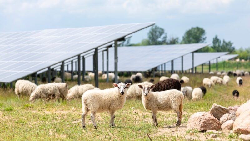 Photovoltaik-Anlage Weesow mit Schafen - jetzt mit Beteiligung der ALH