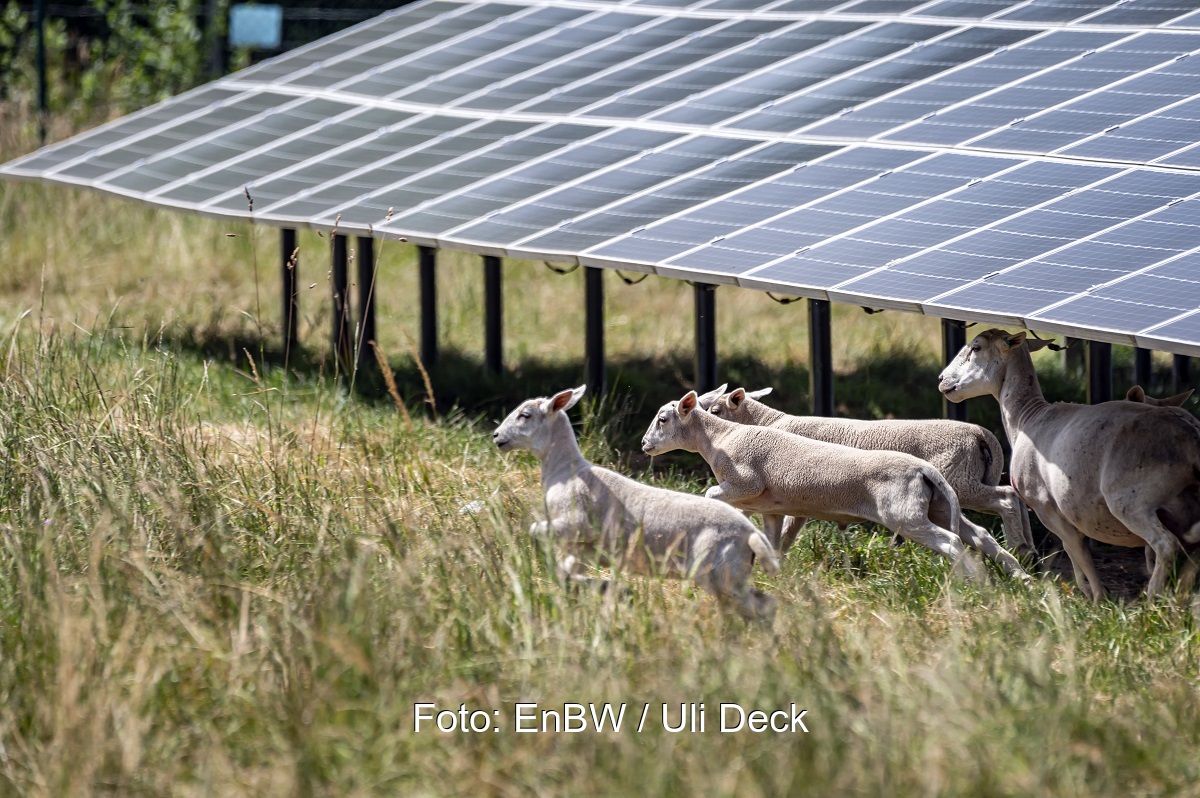 Photovoltaik bei EnBW: Im Bild der Photovoltaik-Solarpark Zwiefaltendorf mit weidenden Schafen.