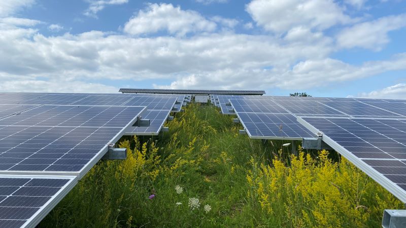 Ein Freiflächensolarpark, unter dem Sommerblumen blühen.