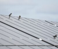 Im Bild Vögel auf Photovoltaik-Modulen, RWE baut in Polen 31 neue Solarparks.