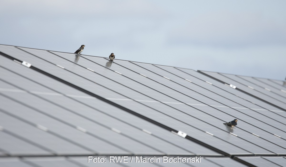 Im Bild Vögel auf Photovoltaik-Modulen, RWE baut in Polen 31 neue Solarparks.